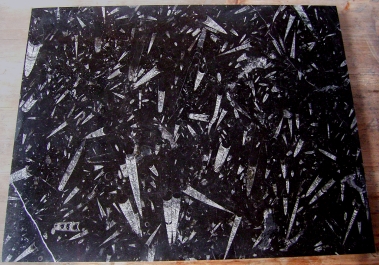 schwarzer tisch fossilien marmor orthocera