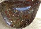 interessanter fossilien marmor