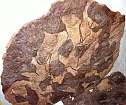 interessanter fossilien marmor