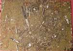 interessanter fossilien marmor