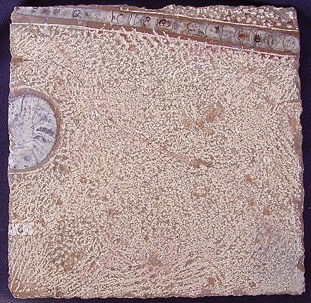 fossilien fliese gestockt