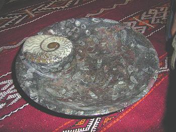 fossilienschale