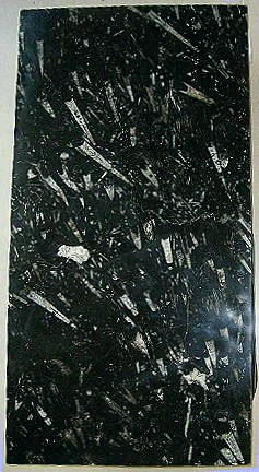 fossilenoit