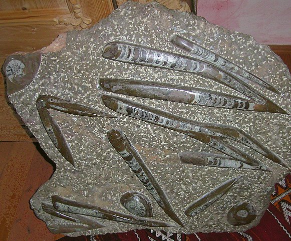 ammonit fossilien relief wand platte