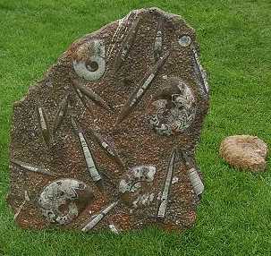 ammonit fossilien relief stand platte