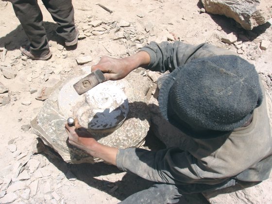 interessanter fossilien marmor